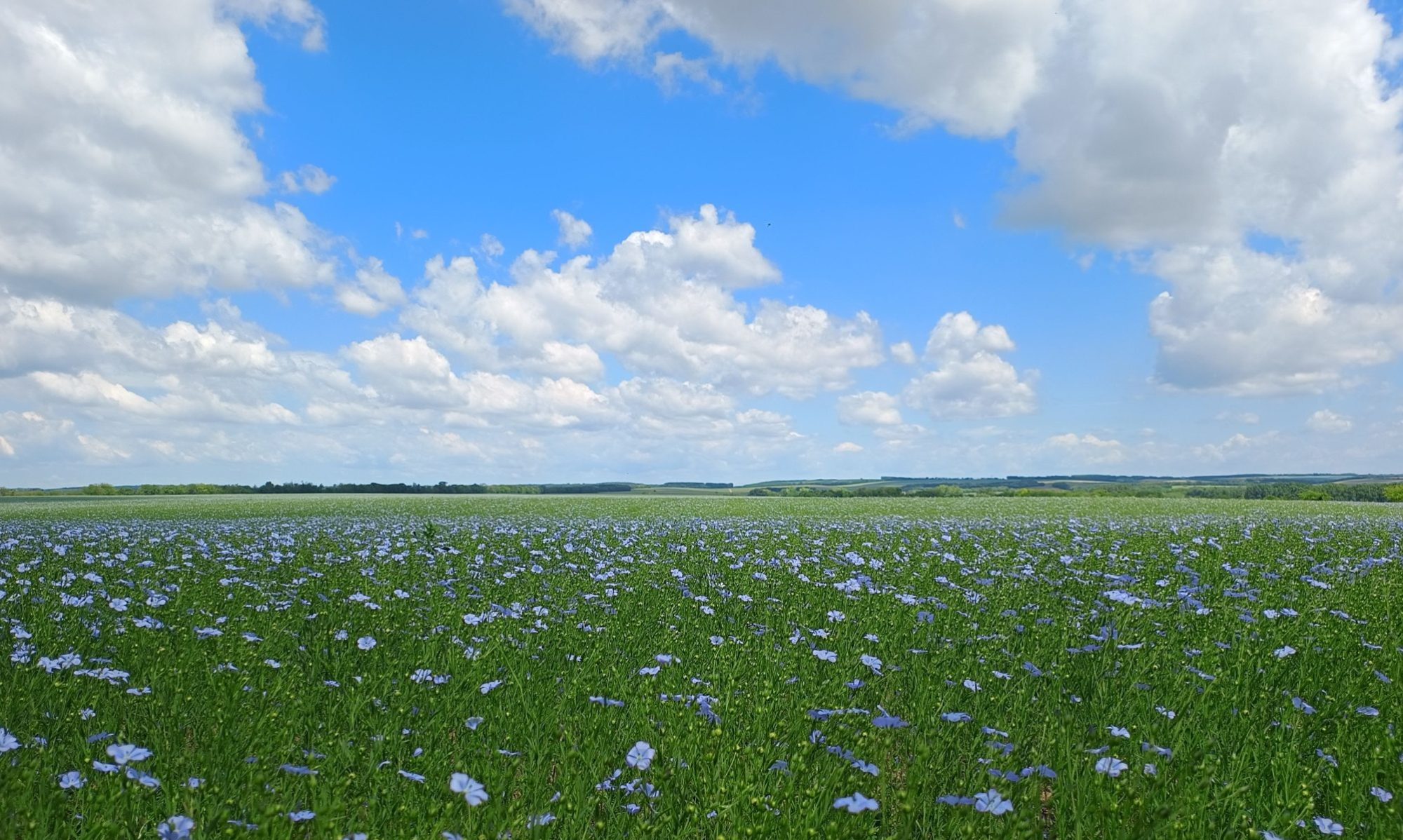 somogyi dombok, virágzik a len